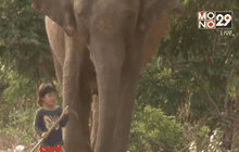 เด็กน้อย 4 ขวบเลี้ยงช้างเพื่อนรัก 