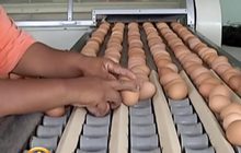 สิงคโปร์เพิ่มโควตานำเข้าไข่ไก่ไทย กว่า 10 ล้านฟอง