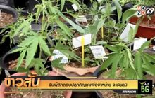 จับผู้ลักลอบปลูกกัญชาเพื่อจำหน่าย จ.ชัยภูมิ