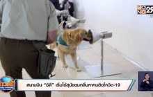 สนามบิน “ชิลี” เริ่มใช้สุนัขดมกลิ่นหาคนติดโควิด-19
