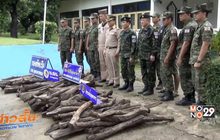 ตรวจยึดไม้พะยูงกว่า 200 ท่อน เตรียมส่งไปลาว