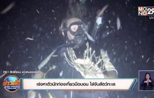 เร่งหาตัวนักท่องเที่ยวมือบอน ไล่จับสัตว์ทะเล