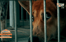 ชะตากรรมของสุนัข กิน ฆ่า ค้าข้ามชาติ ตอน 4