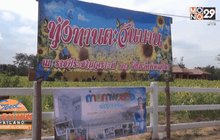 ท่องเที่ยวทุ่งทานตะวันคึกคัก