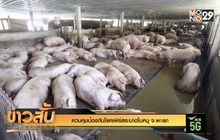 ควบคุมป้องกันโรคเพิร์สระบาดในหมู จ.พะเยา