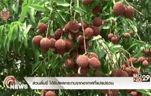 สวนลิ้นจี่ ได้รับผลกระทบจากอากาศที่แปรปรวน