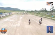 สีสันประเพณีวิ่งควาย