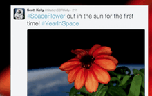 ต้นไม้ต้นแรกที่โตนอกโลก