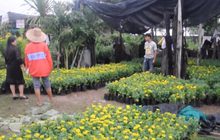 ราคาต้นดาวเรืองปรับสูงขึ้น