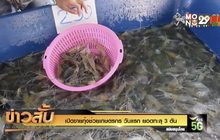 เปิดขายกุ้งช่วยเกษตรกร วันแรก ยอดทะลุ 3 ตัน