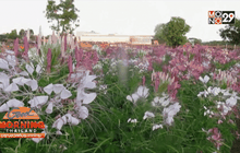 นครพนม พลิกที่นาทำสวนดอกไม้