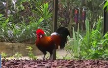 สวนนกในสิงคโปร์ให้หนอนแก่ไก่รับปีใหม่จีน