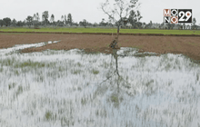 แนะเกษตรกรปรับตัวรับภัยแล้ง ตอน 1