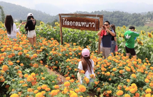 ชมทุ่งดาวเรือง-ดอกไม้สีเหลือง น้อมรำลึกรัชกาลที่ 9