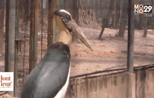 Motion News Break 2 (25-03-59)