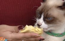 ฮือฮา! เเมวอินเทรนด์ชอบกินทุเรียน