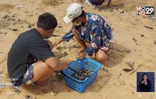 หอยนับล้านตัวเกยหาดจอมเทียน  ชาวบ้านแห่เก็บ