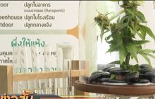 ปลดล็อคสารสกัดใน “กัญชา-กัญชง” ใช้ในเชิงอุตสาหกรรม