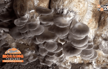 พิจิตรอากาศเย็นลงส่งผลให้เห็ดออกดอกมากขึ้น