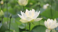 ปฏิทินวันพระ 2563 เดือนสิงหาคม