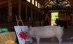 “หมูนักระบายสี” ในแอฟริกาใต้