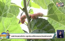 พลิกวิกฤตช่วงโควิด ปลูกมัลเบอรี่ส่งขายออนไลน์สร้างรายได้