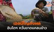 อินโดนีเซียคาดขาดแคลน ‘ข้าว’ ผลพวงปรากฏการณ์เอลนีโญ