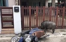 หมูป่าอยากเข้าไปหาตัวเมีย แต่ติดรั้วเลยพุ่งชนรถจักรยานยนต์เสียหาย