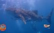 นักท่องเที่ยวตื่นตา ฉลามวาฬอวดโฉมทะเลระยอง