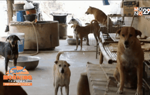 เตือนโดน“หมา-แมว”กัดรีบฉีดวัคซีนป้องกันพิษสุนัขบ้า