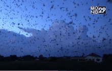 นกนับแสนตัวสร้างความฮือฮากับชาวบ้าน