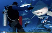 ฉลามกัด นทท.เยอรมันบาดเจ็บ