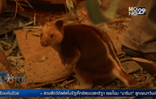 อุ้มบุญลูกจิงโจ้กำพร้า