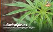 ประกาศฉบับใหม่ เงื่อนไขนำเข้าเมล็ดพันธุ์กัญชา กัญชง