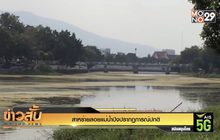 สาหร่ายลอยแม่น้ำปิงปรากฏการณ์ปกติ