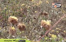 อากาศแปรปรวนกระทบดอกเบญจมาศ จ.พิษณุโลก