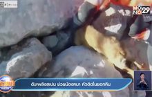 ดับเพลิงสเปน ช่วยน้องหมา หัวติดในซอกหิน