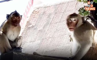 เตรียมจับลิงทำหมัน หลังรบกวนชุมชนใน อ.บางปะหัน
