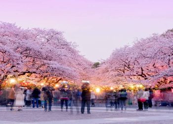 ทัวร์โตเกียว 2026: เปิดลิสต์ 7 พิกัดชมซากุระยอดฮิต จาก Travelzeed