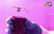 ลุ้นผลศึกษากัญชา-กัญชง-กระท่อม