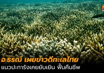 อ.ธรณ์ เผยข่าวดีทะเลไทย แนวปะการังเคยยับเยินฟื้นคืนชีพ