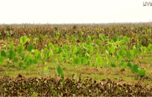 แหล่งน้ำแห้งขอดกระทบเกษตรกรต่อเนื่อง