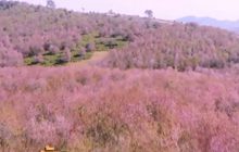 ชมดอกซากุระภูลมโล ก่อนร่วงโรย