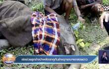 เร่งช่วยลูกช้างป่าพลัดตกคูกันช้างอุทยานฯเขาสอยดาว