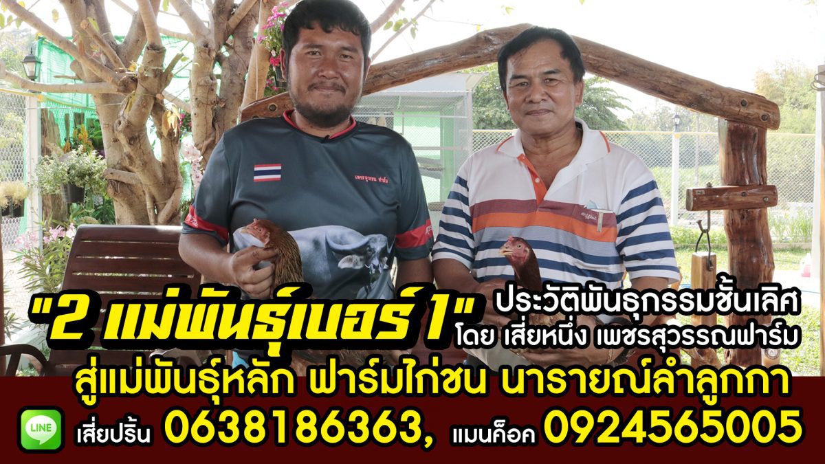 ประวัติ 2 แม่พันธุ์ โดย เสี่ยหนึ่ง เพชรสุวรรณฟาร์ม จ.กำแพง สู่ เสี่ยปริ้น ฟาร์มไก่ชน นารายณ์ลำลูกกา