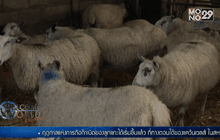 ฤดูกาลของการดูแลลูกแกะในเวลส์