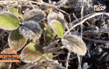 เหมยขาบโผล่แล้ว ที่ดอยอินทนนท์