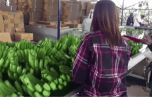 ตรวจพบคนงานสวนกล้วยจีนมีสารเคมีตกค้างในเลือด