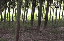 ร้องรัฐช่วยชาวสวนยางไร้เอกสารสิทธิ์ที่ดินทำกิน