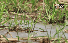 สถานการณ์ภัยแล้งทั่วประเทศ